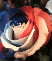 Fourth of July Rose