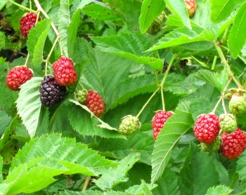 Blackberries