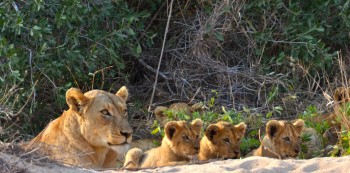 Lioness and her Cubs