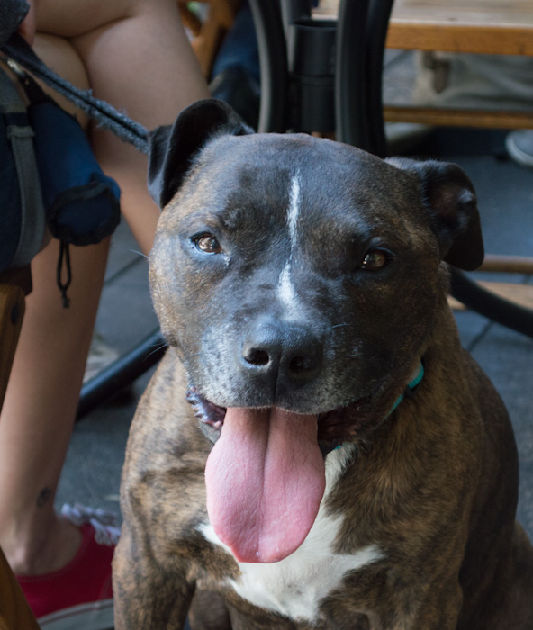 Gentle Pit Bull