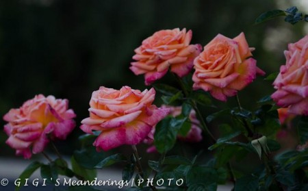 love these roses