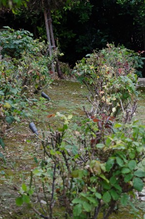 rose garden in need of TLC