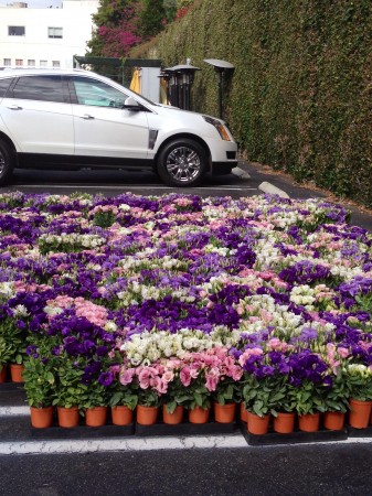 field of flowers in the parking lot