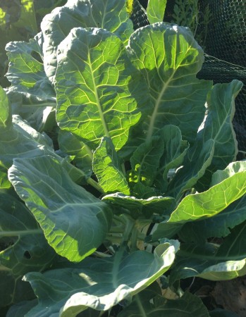 collards