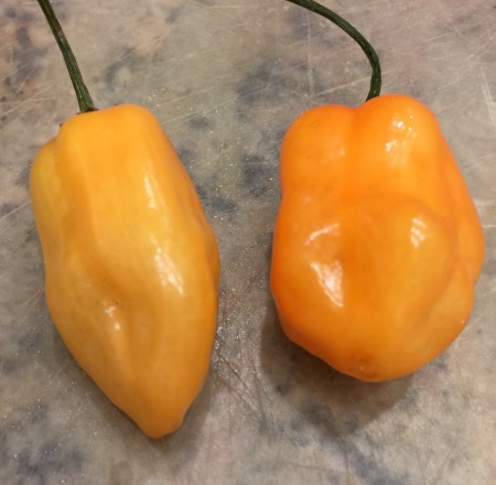 Scott Bonnet peppers