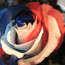 Fourth of July Rose