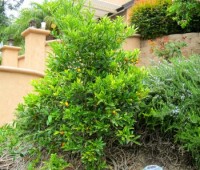 Orange Tree