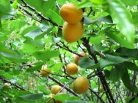 Apricot Tree